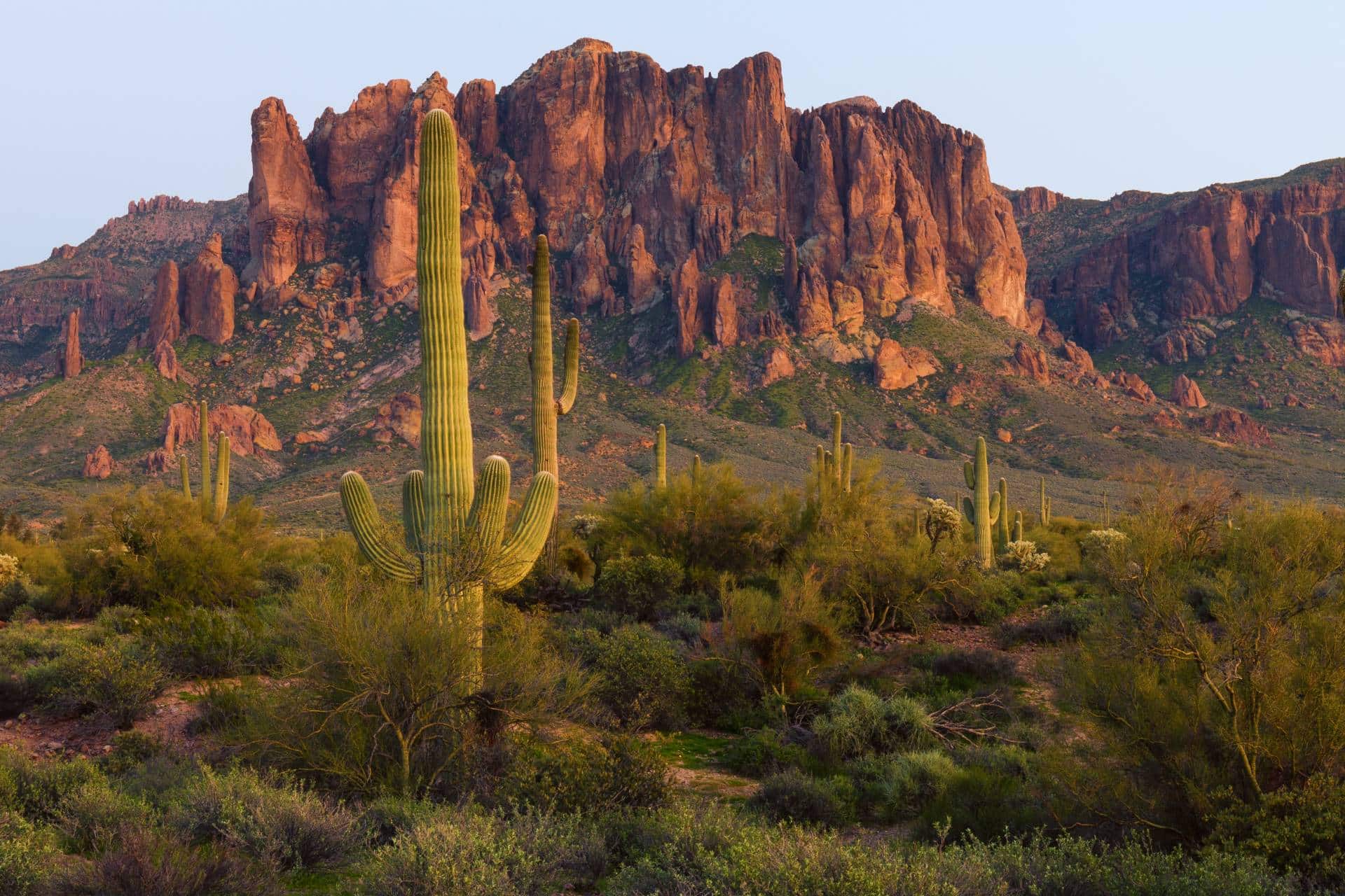 Cactus in Arizona